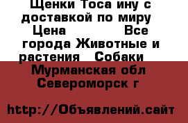 Щенки Тоса-ину с доставкой по миру › Цена ­ 68 000 - Все города Животные и растения » Собаки   . Мурманская обл.,Североморск г.